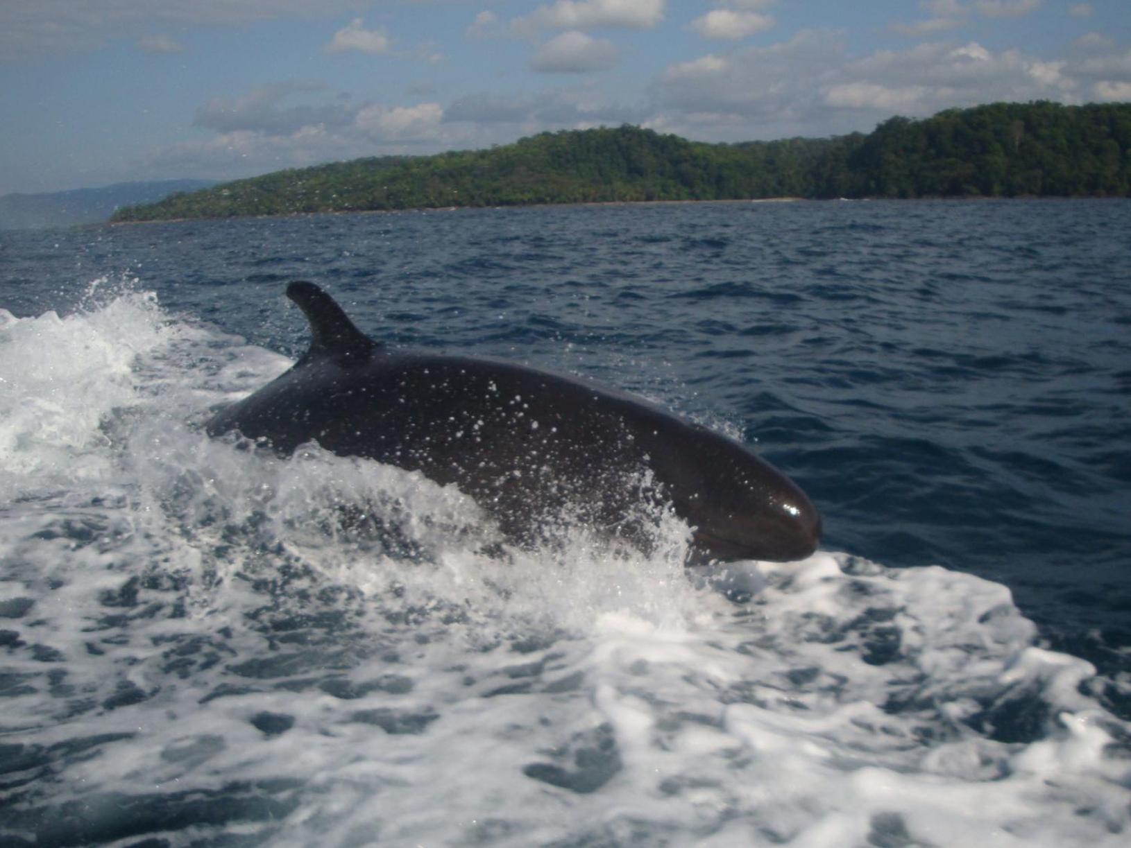 Isla Violin Eco-Lodge Drake Bay Ngoại thất bức ảnh