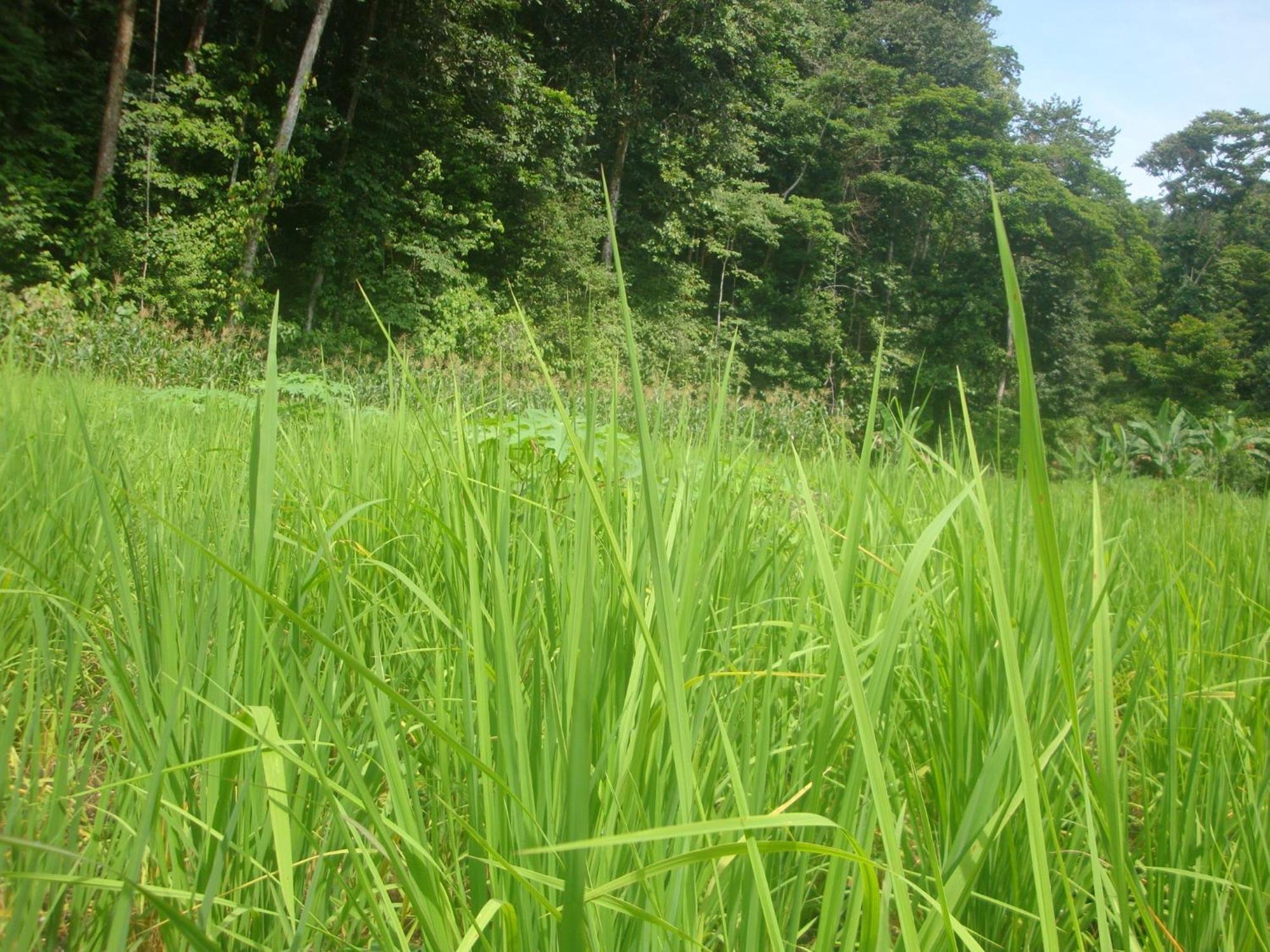 Isla Violin Eco-Lodge Drake Bay Ngoại thất bức ảnh
