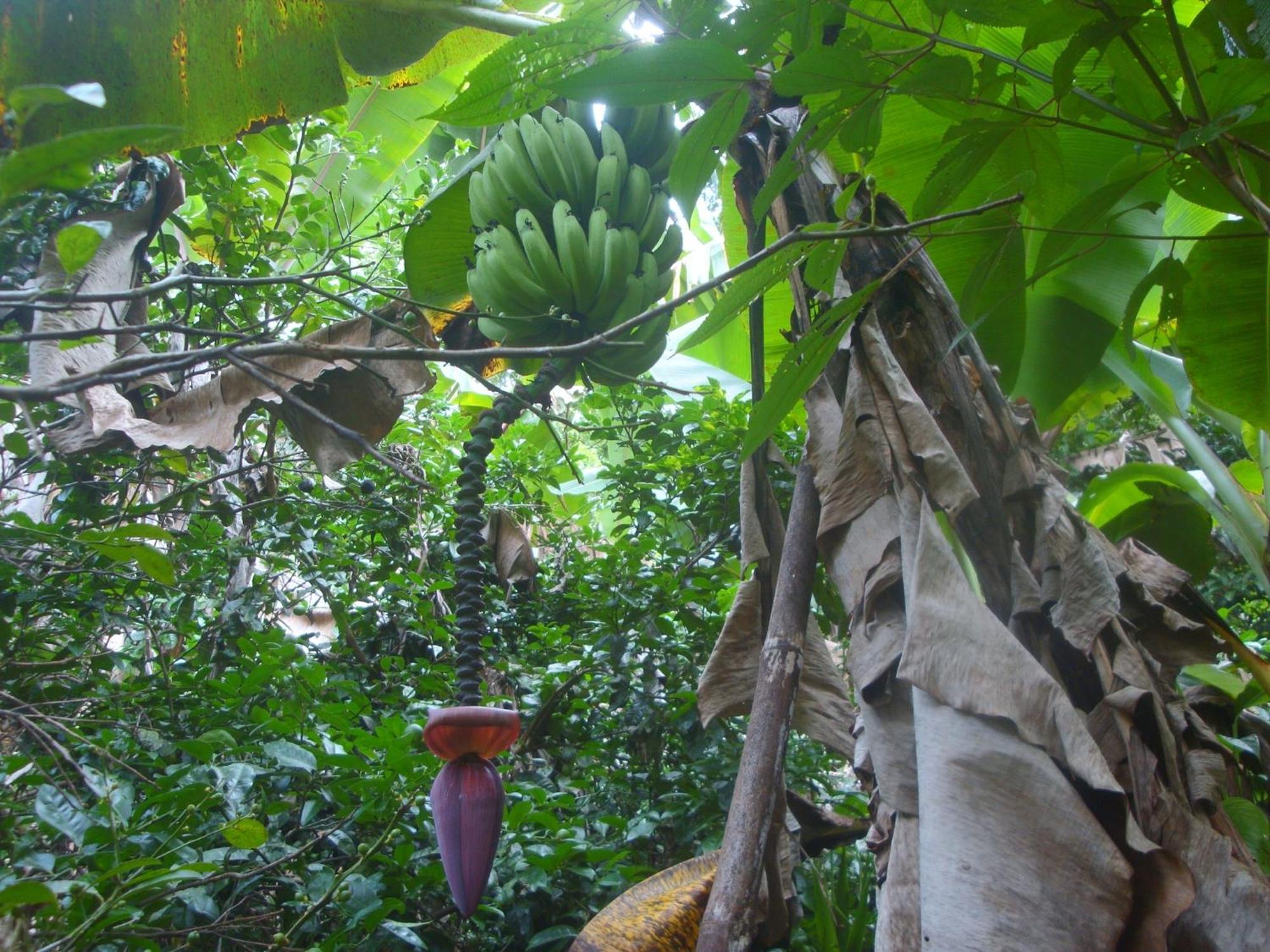 Isla Violin Eco-Lodge Drake Bay Ngoại thất bức ảnh