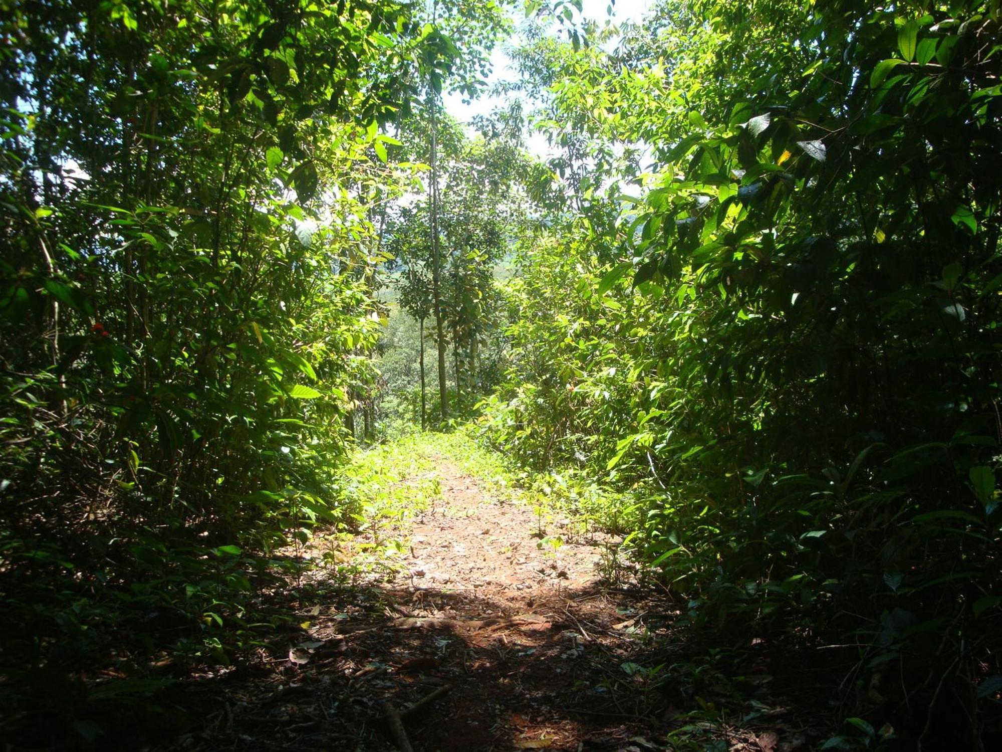 Isla Violin Eco-Lodge Drake Bay Ngoại thất bức ảnh