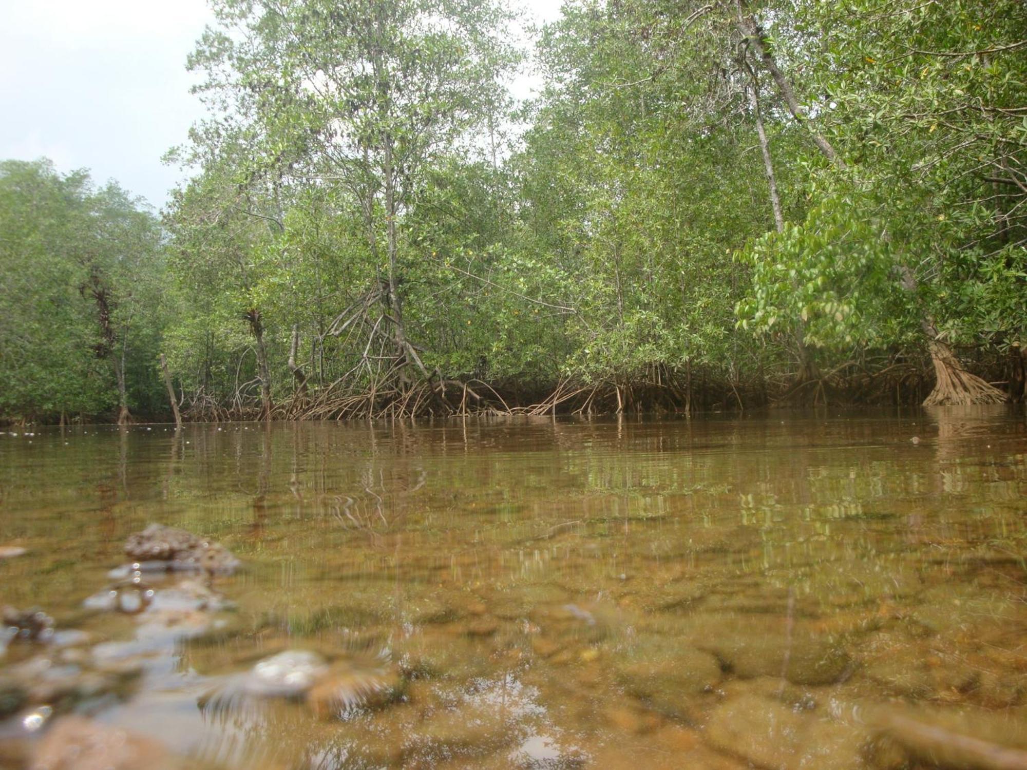 Isla Violin Eco-Lodge Drake Bay Ngoại thất bức ảnh